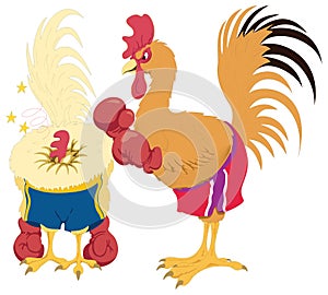 cock hen chicken fight bird vector illustration transparent background
