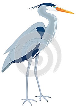 great blue heron stand bird vector illustration transparent background