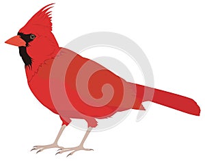 red cardinal bird vector illustration transparent background