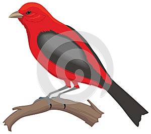 red summer scarlet tanager bird vector illustration transparent background photo