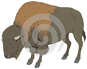 big buffalo bison animal vector illustration transparent backgroundanimal vector illustration transparent background photo
