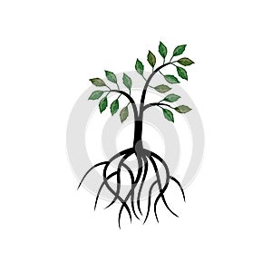 Young oak tree vector image