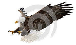 Bald eagle flying swoop attack hand draw and paint color on white background