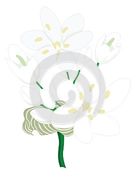 allium flower vector illustration transparent background