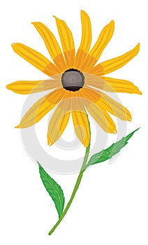 blackeye flower vector illustration transparent background photo