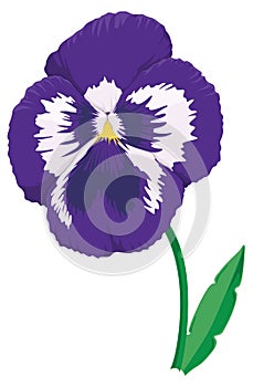 pansy flower vector illustration transparent background