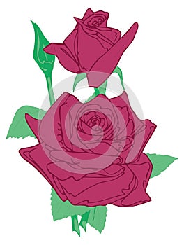 red rose flower vector illustration transparent background