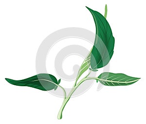 sage leaf leaves plant vector illustration transparent background