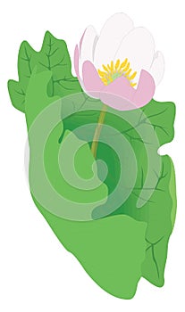 sanguinaria bloodroot flower vector illustration transparent background photo