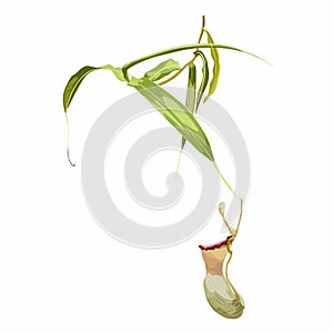 Nepenthes, genus of carnivorous plants. Monkey cups exotic liana rainforest plant.