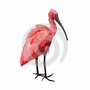 Hand drawn cartoon summer time graphic decoration illustrations art with exotic tropical rainforest Scarlet Ibis bird