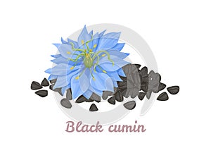Nigella sativa flower and black cumin seeds
