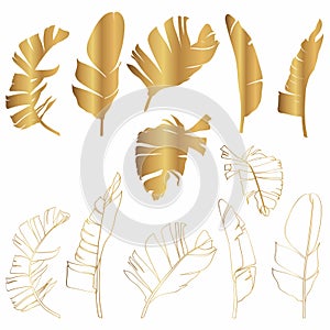 Golden tropical bananas leaves set on white background. Elegant exotic decoration for cosmetics, spa, perfume. photo