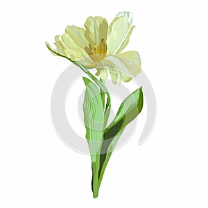 Spring yellow tulip isolated on white background. photo