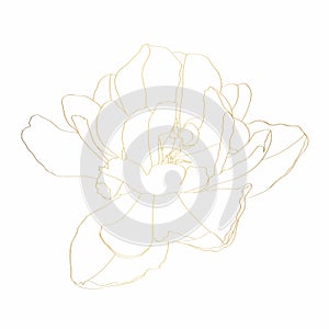 Golden floral elements. Tulips flowert. Wedding concept.