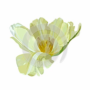 Spring yellow blooming tulip isolated on white background. photo