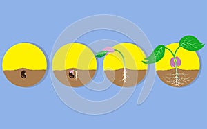 Plant Growth step Vector Illustration