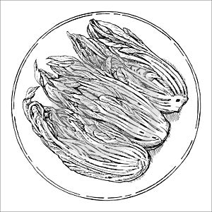 Asian dishes. Hand-drawn illustration of Kimchi. photo