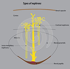 Types of nephrons in human kidneys. kidney anatomy vector drawing photo