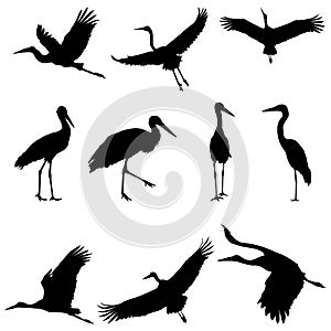 Silhouette or shadow black ink icons of crane birds or herons flying and standing set. Group of storks outline template or creativ photo