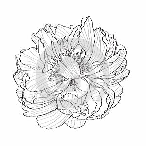 Hand-drawing ink peony in bloom. Graphic flower on white background. Contourline peony flowers. Coral Charm.