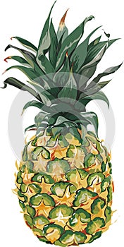Pineapple Vector illustration on white background