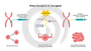 Proto Oncogenes vs Oncogene vector illustration diagram photo