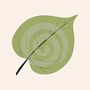 Lauraceae Smilacaceae leaves