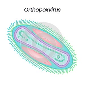 Orthopoxvirus monkeypox smallpox chickenpox scientific isolated vector photo