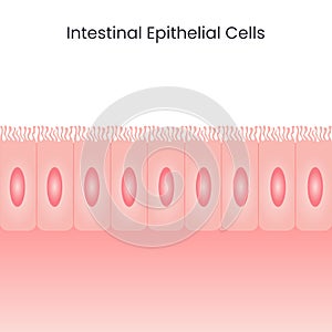 Intestinal Epithelial Cells background photo