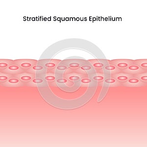 Stratified Squamous Epithelium Cells scientific background vector illustration