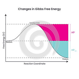 Changes in Gibbs Free Energy depicted in a reaction diagram of a thermodynamically favorable reaction photo