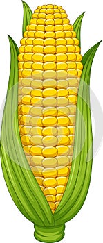 Sweet corn cob on white background