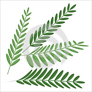 Zaitun leaf isolated on white background