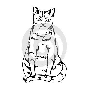 cute cat in a sitting position.