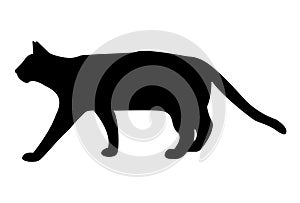 Cat domestic animal Silhouette