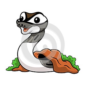 Cute axanthic pied ball python cartoon out from hole