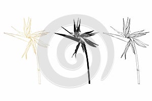 Set of different flowers strelitzia on white background. Line art bird of paradise flower illustration.