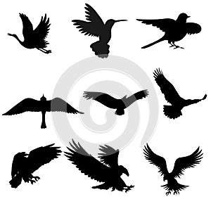 Birds silhouette vector illustration