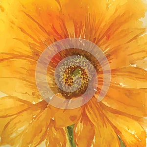 Vector watercolor illustration of yellow orange sunflower