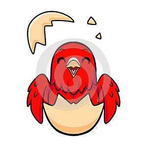 Cute red suffusion lovebird cartoon inside from egg photo