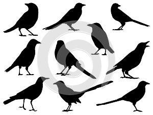 Set of magpie bird silhouette vector art on a white background