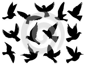 Set of Silueta pajaros bird silhouette vector art on a white background photo