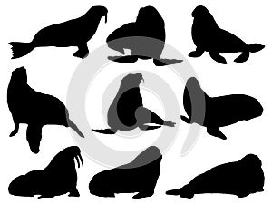Set of walrus silhouette vector art on a white background