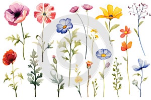 various watercolor painting of summer flowers on white background,isolated.GenerativeAI.