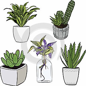 Tiny Plants with Small Pot Pack