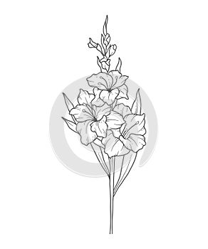 Gladiolus Line Art. Gladiolus outline Illustration. August Birth Month Flower. Gladiolus outline isolated on white.