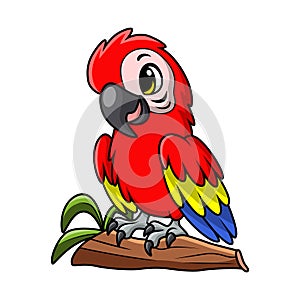 Cute macaw bird cartoon on white background