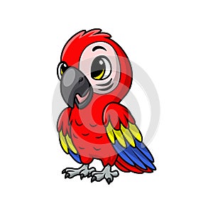 Cute macaw bird cartoon on white background