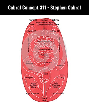 Cabral Concept 311 - Stephen Cabral vector diagram